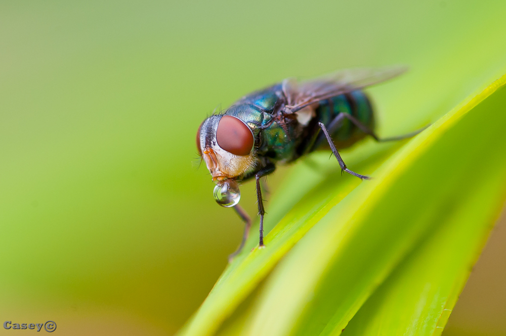 Bubble blowing fly macro close-up Brisbane-Australia