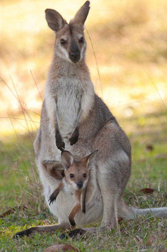 baby, pouch, marsupial, long legs