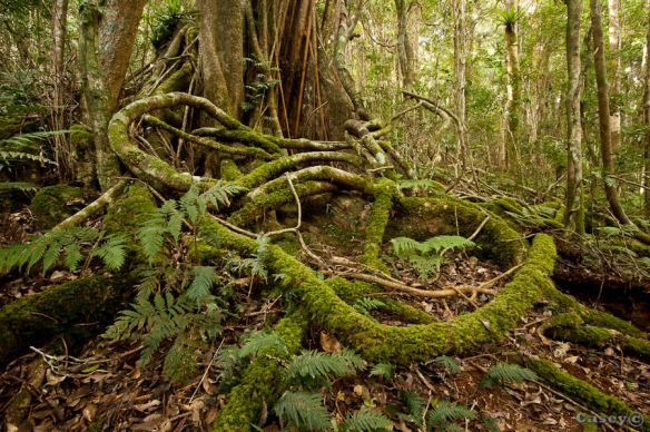 Oreily's rain forest's mossy tangled roots Luke Casey Oreily's rain forest's mossy tangled roots