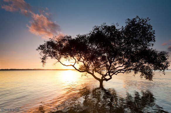 lone mangrove in the water sunset