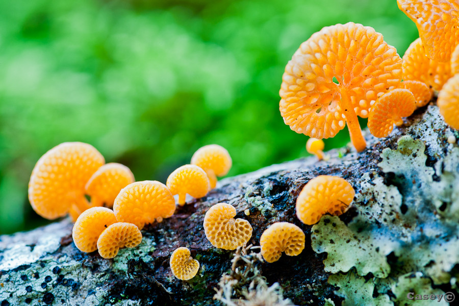 Orange fungus macro rainforest growth