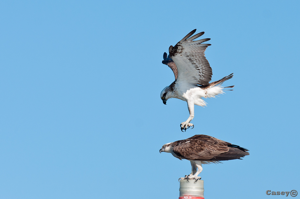Ospreys claws into another osprey