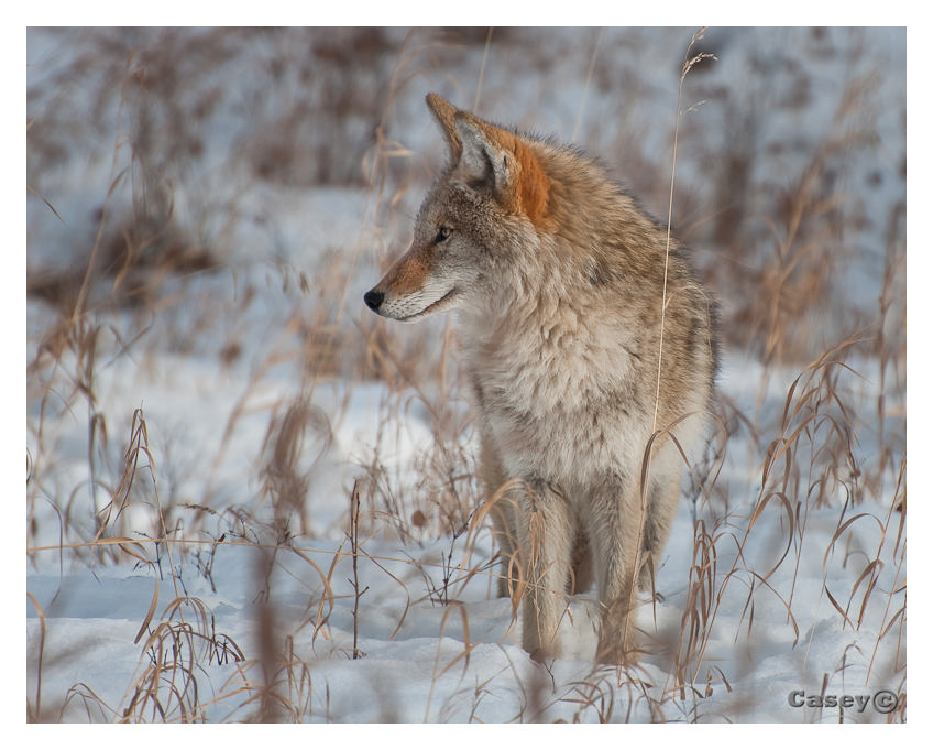 in his element Coyote in natures colours