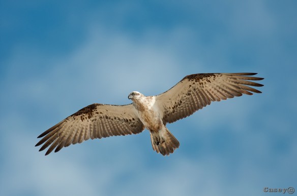 gliding osprey, bird of prey