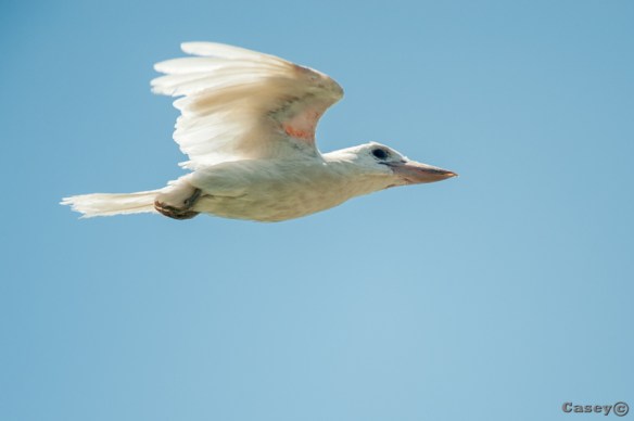 flying albino kookaburra