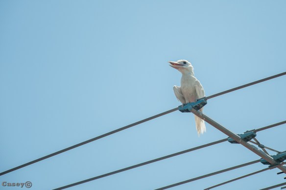 Albino Kookaburra