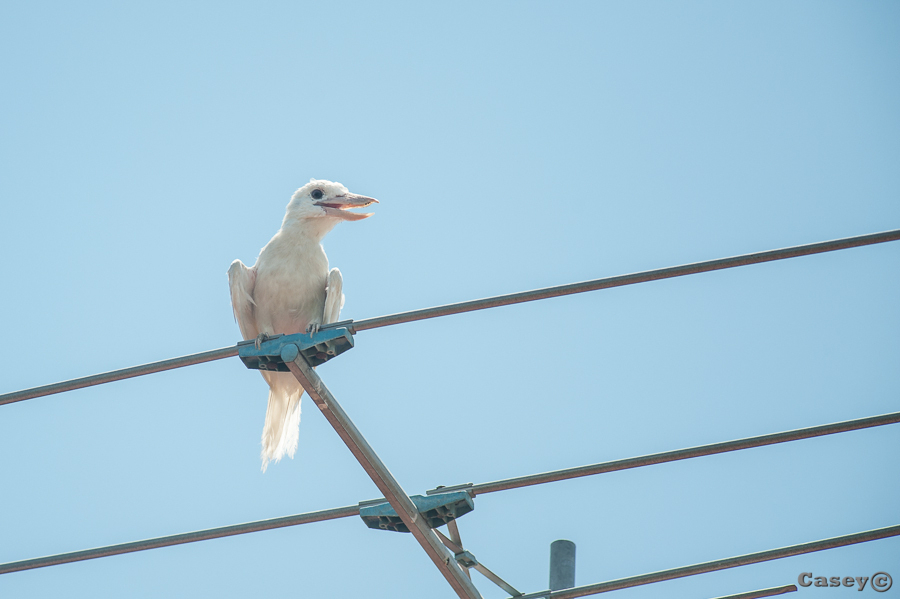 white, albino, kookaburra