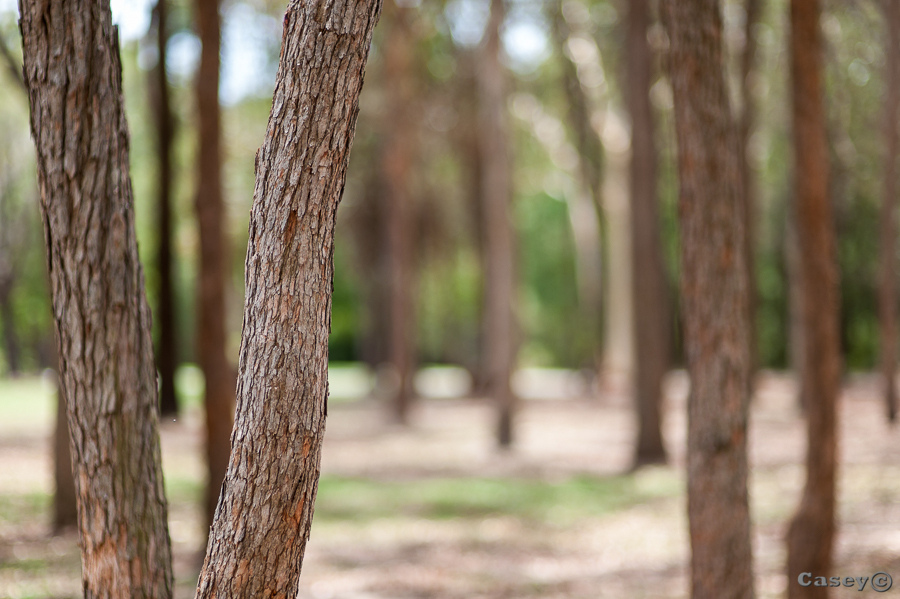 dof, shallow, trees depth