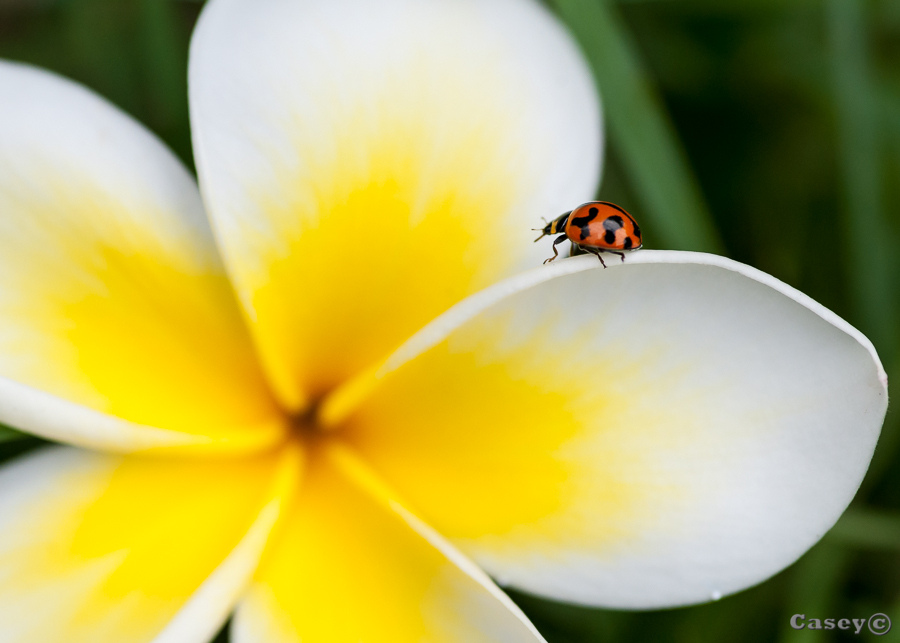 flower, yellow, ladybug