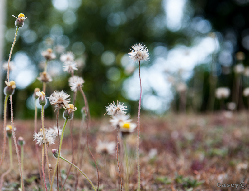 bokeh background weeds