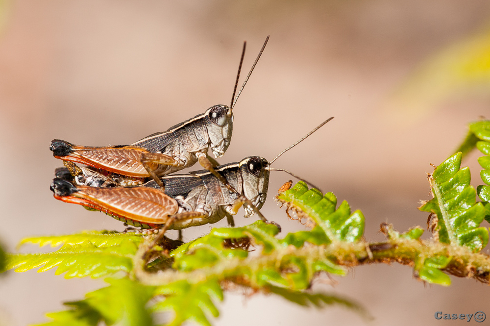 mating grass hoppers, nature