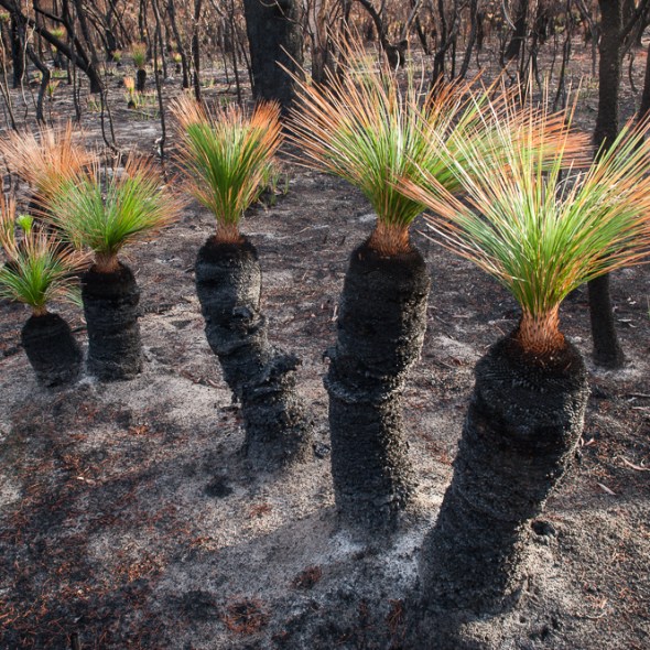 bush fire grass tree