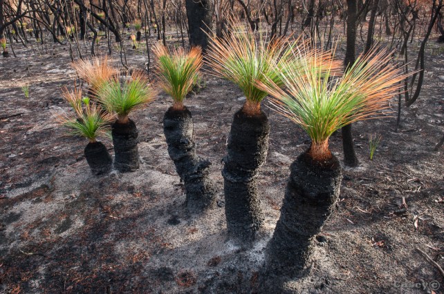 bush fire grass tree