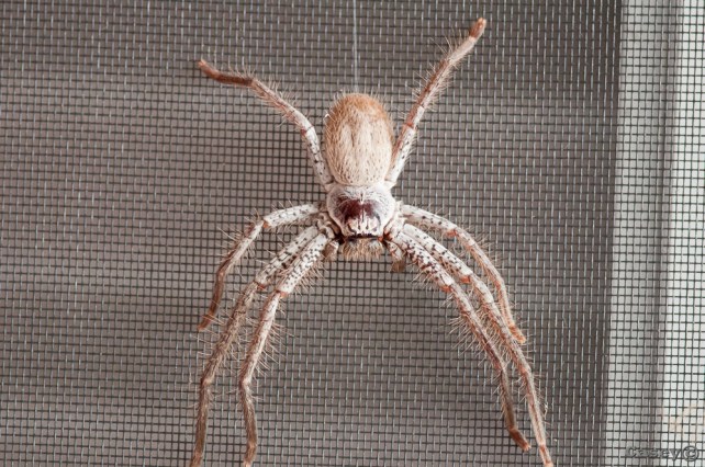 prickly, hairy huntsman spider