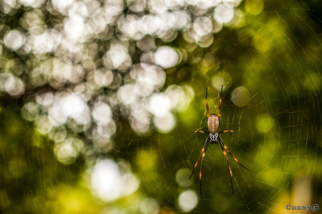 bokeh spider web orb spider