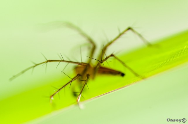 hairy, prickly, abstract spider