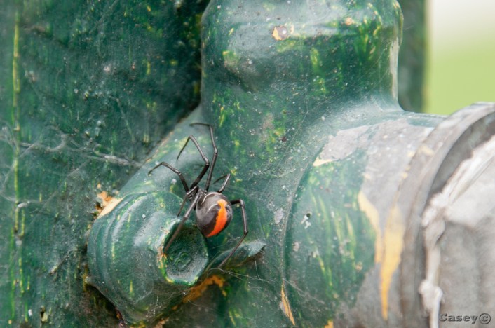 redback spider