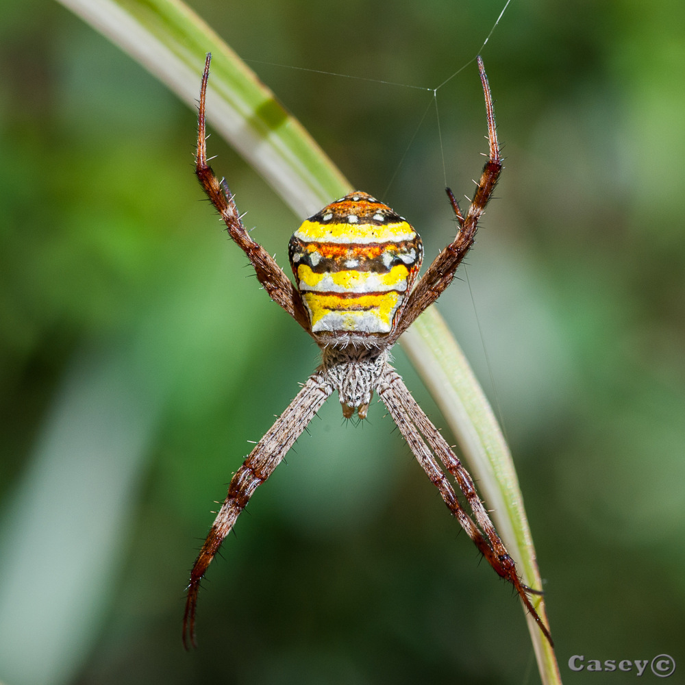 Saint Andrews spider