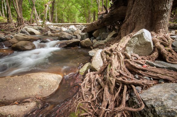 roots natures hold