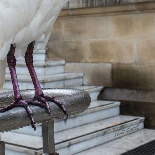 strange feet, white Ibis