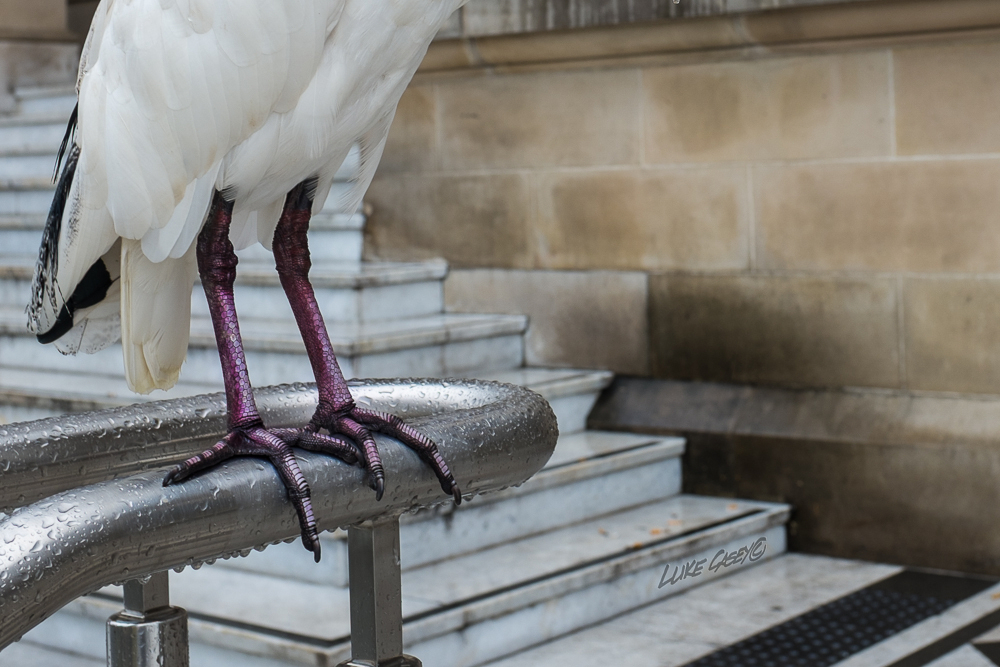 strange feet, white Ibis