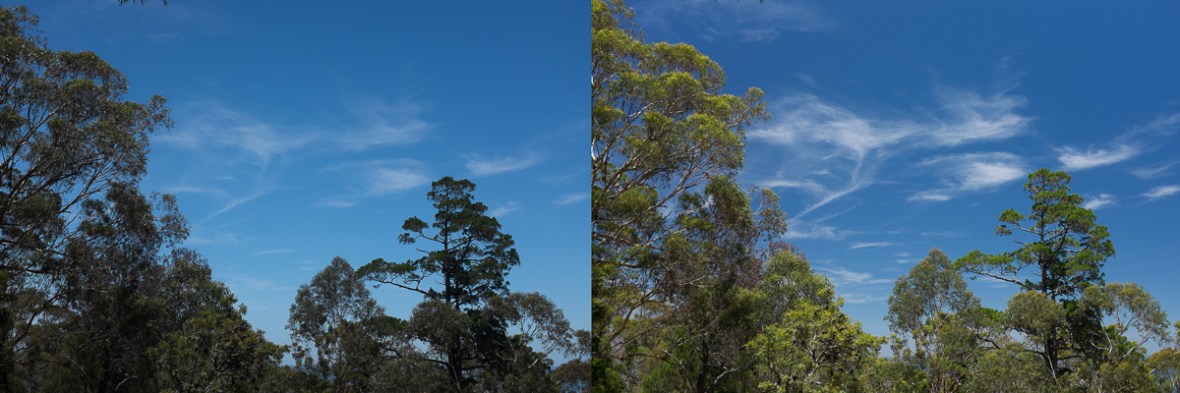 Australian bush view with and without