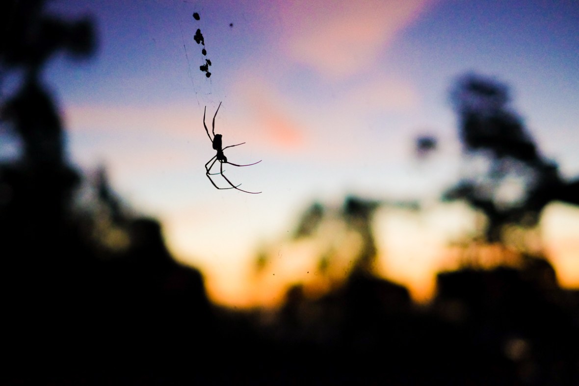 queensland silouette
